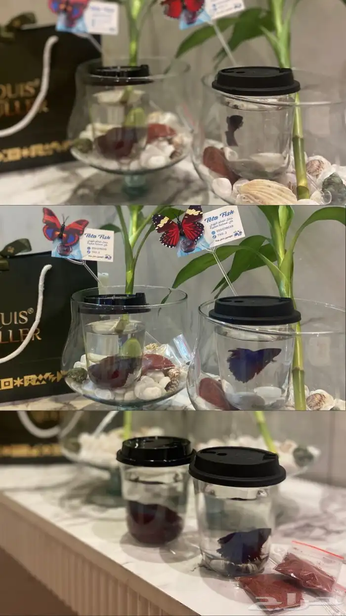 سمك الفايتر فازه احجار وصدف نبتة البامبو اكل ب 40 ريال 4