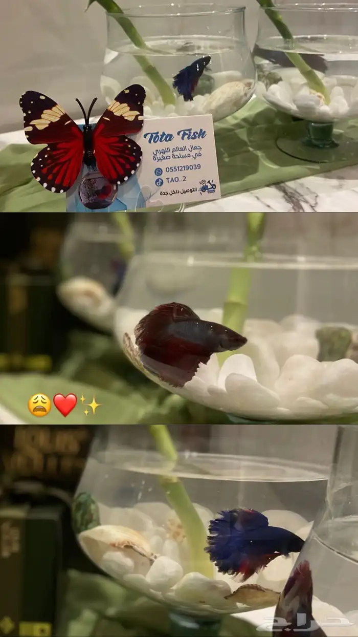 سمك الفايتر فازه احجار وصدف نبتة البامبو اكل ب 40 ريال 3