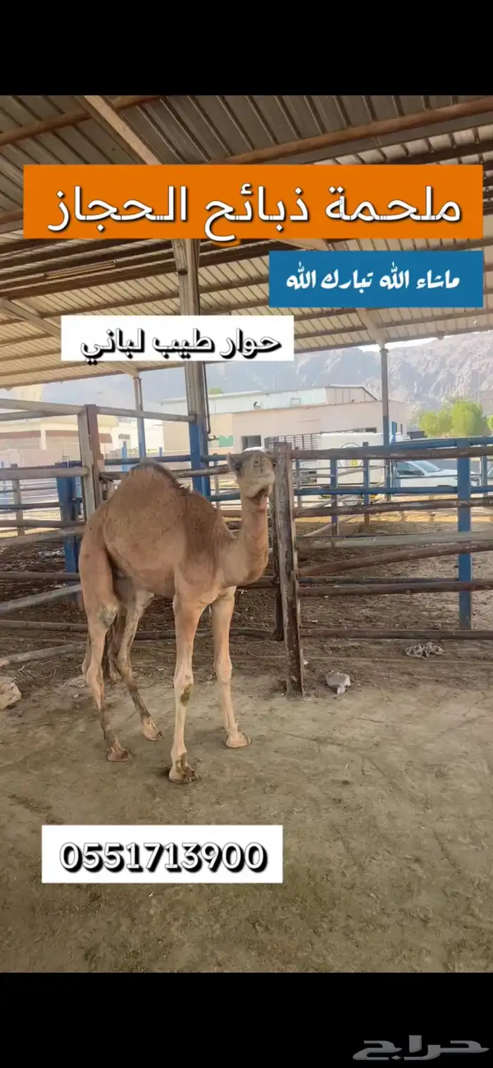 ملحمة ذبائح الحجاز-مخطط البدراني-بجوار صيدلية المجتمع 0