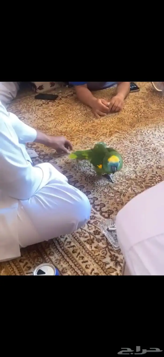 امزوني بلوفرنتد اليف متكلم 2