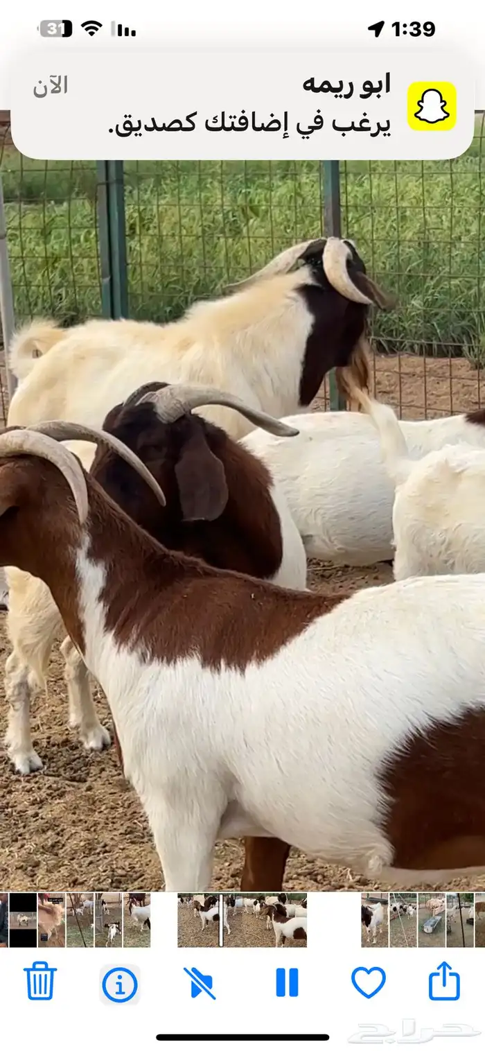 ماعز برقوت اصيل 1
