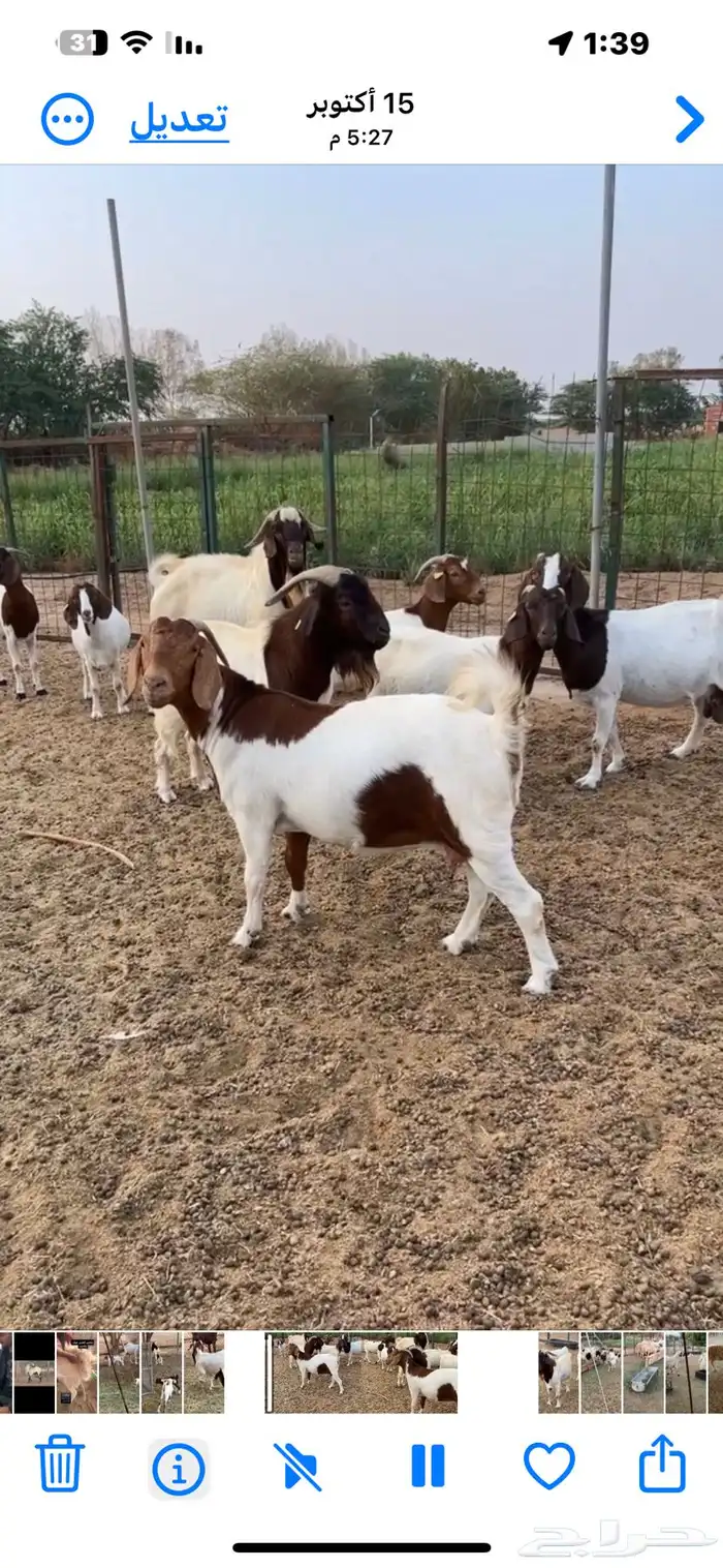 ماعز برقوت اصيل 4