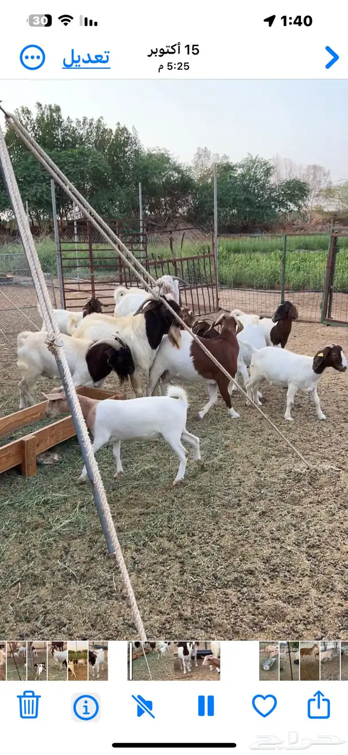 ماعز برقوت اصيل 0