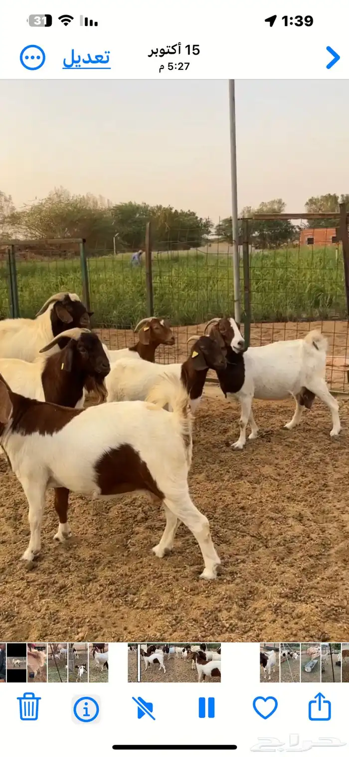 ماعز برقوت اصيل 5
