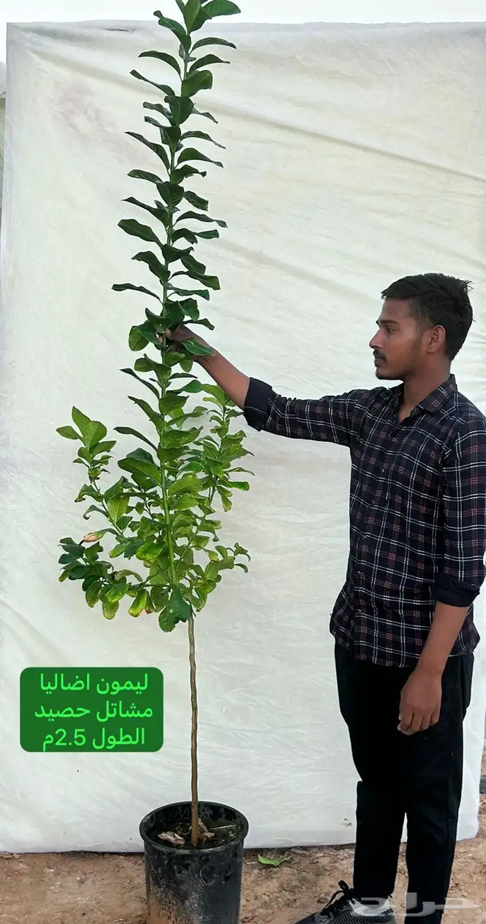 شتلات حمضيات مطعمه(حصيد الزراعية) 14