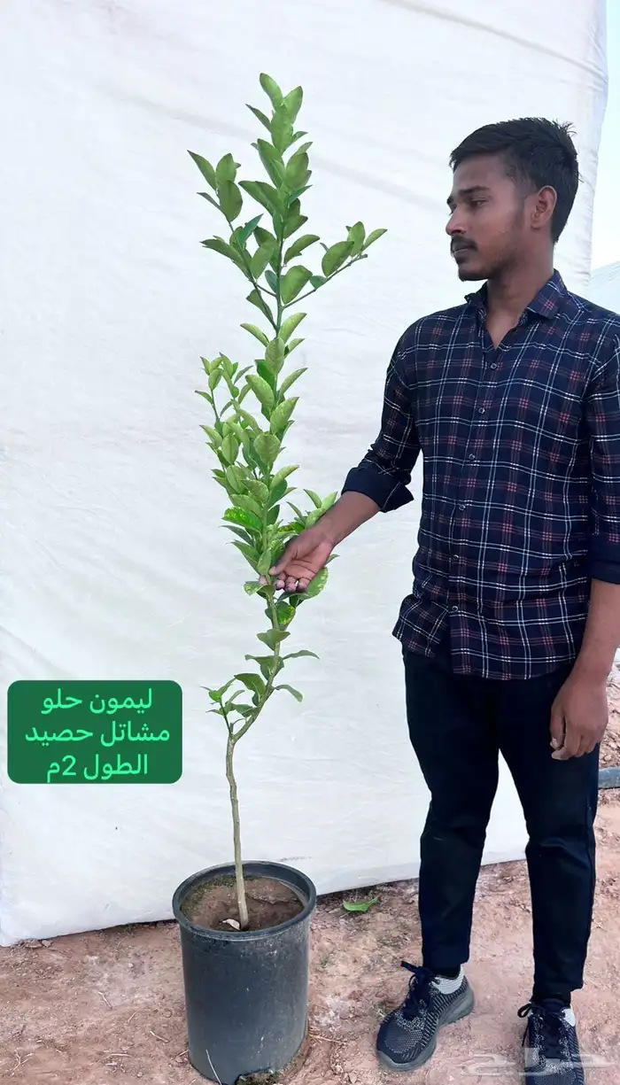 شتلات حمضيات مطعمه(حصيد الزراعية) 17