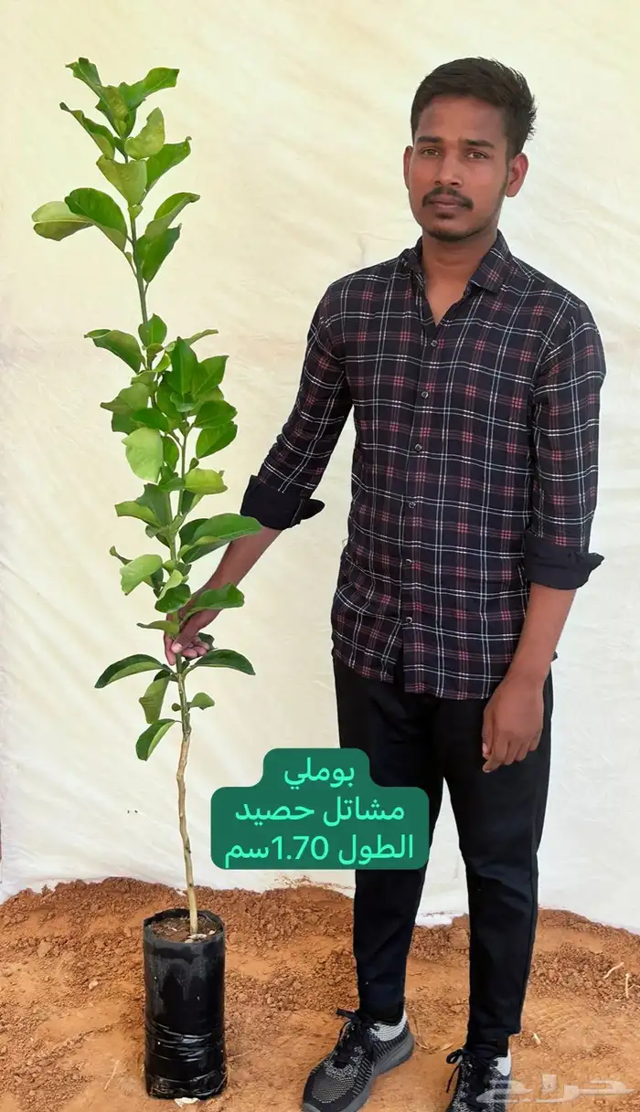 شتلات حمضيات مطعمه(حصيد الزراعية) 6