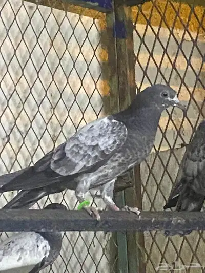 حمام باكستاني للبيع شرط مطير 4