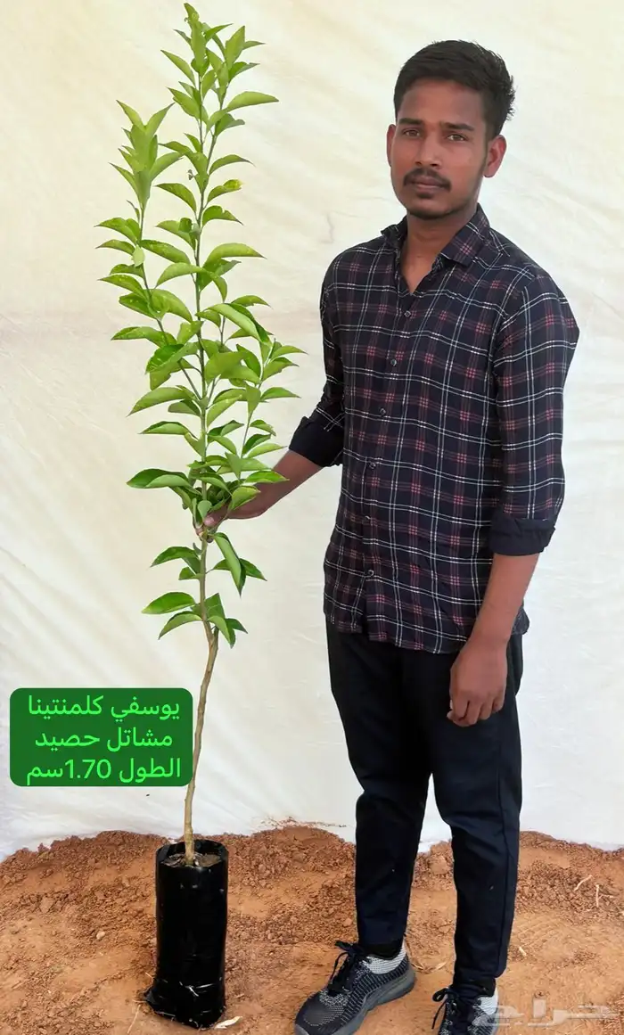 شتلات حمضيات مطعمه(حصيد الزراعية) 5