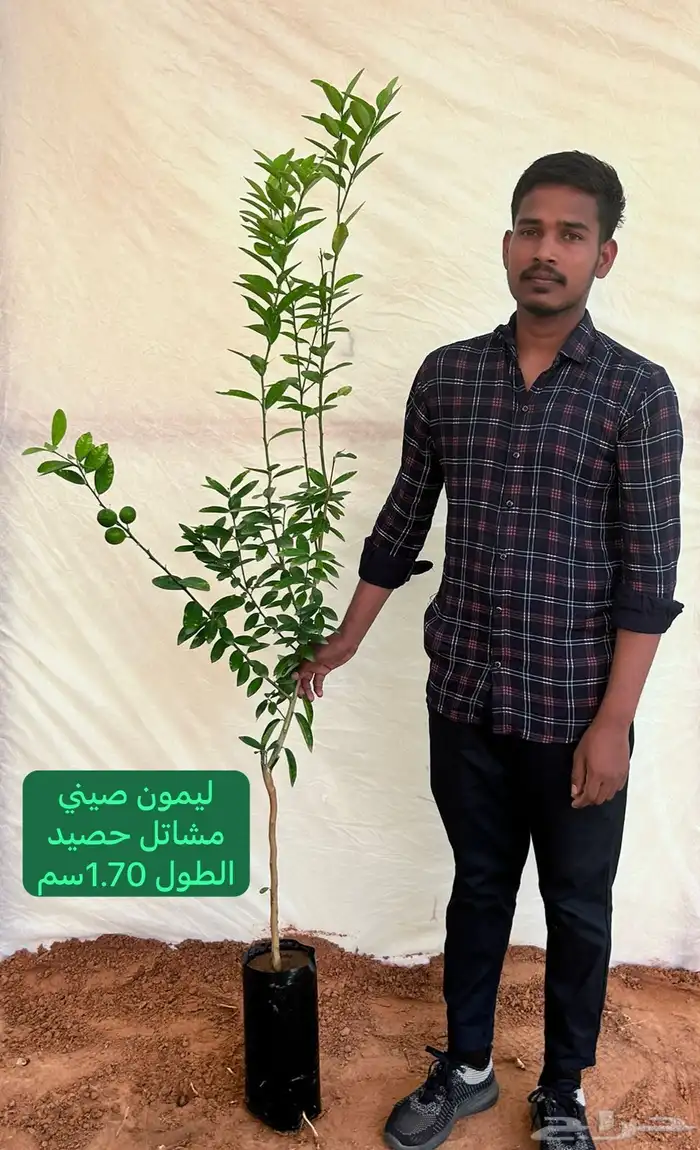 شتلات حمضيات مطعمه(حصيد الزراعية) 9