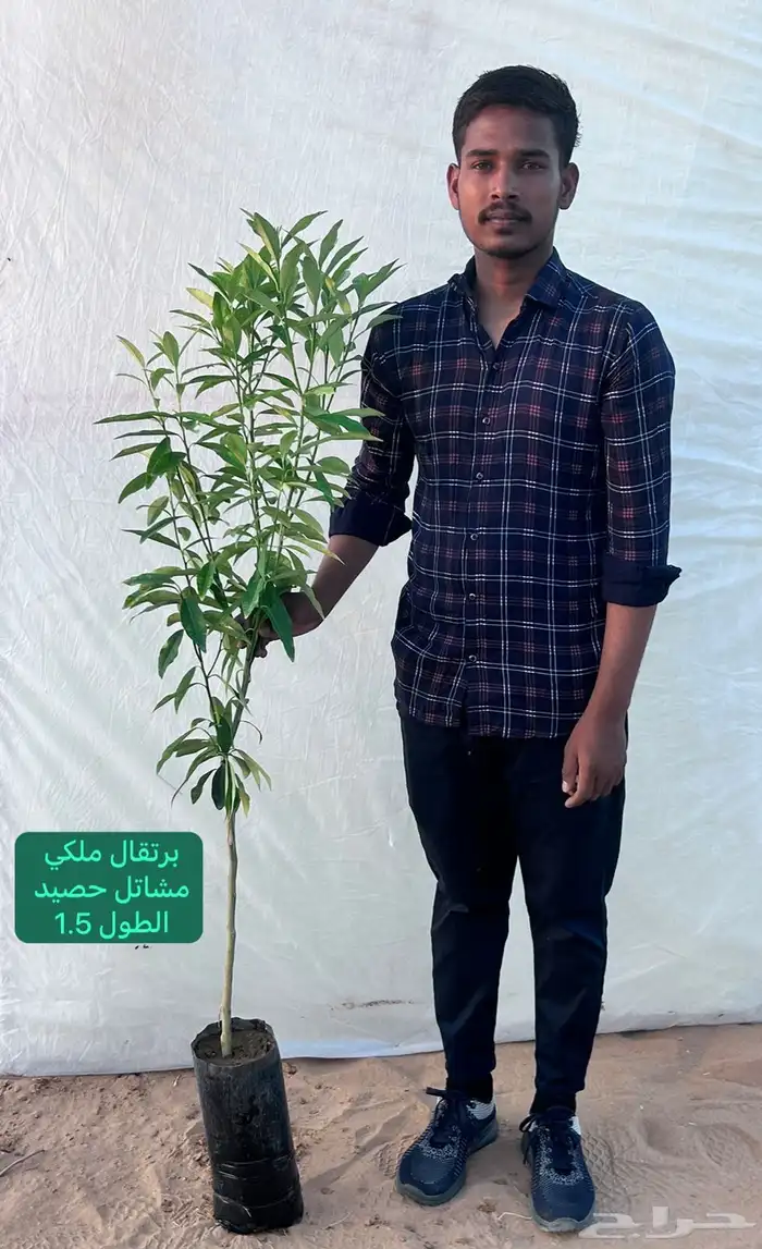 شتلات حمضيات مطعمه(حصيد الزراعية) 10