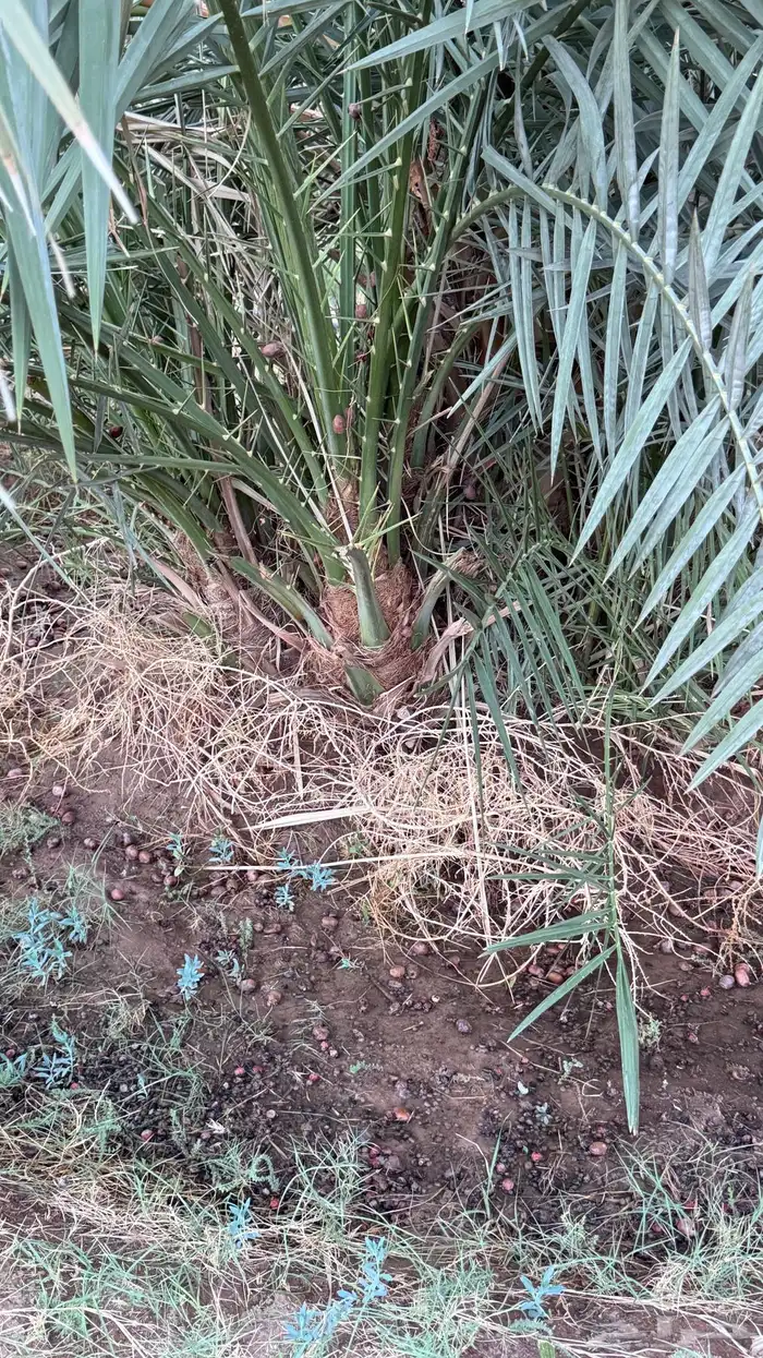 صنو نخل عجوة وصفاوي 3