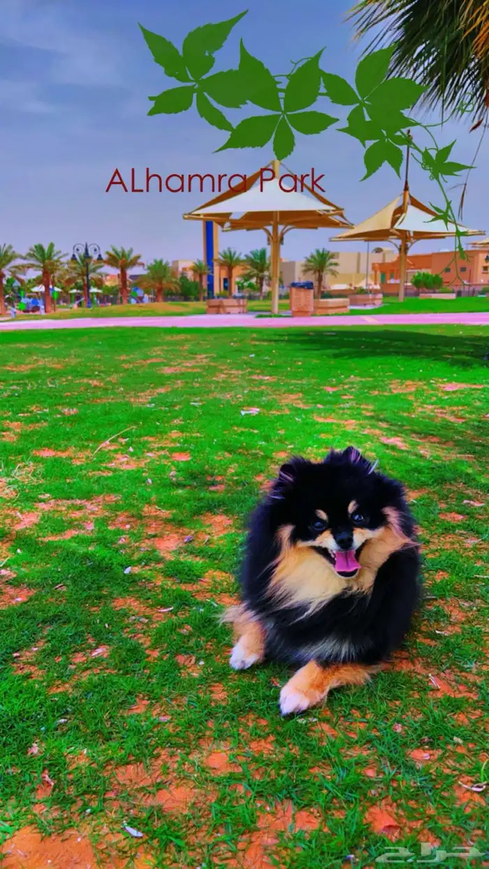 بوميرينيان سوبر ميني ( للتزاوج فقط) 0
