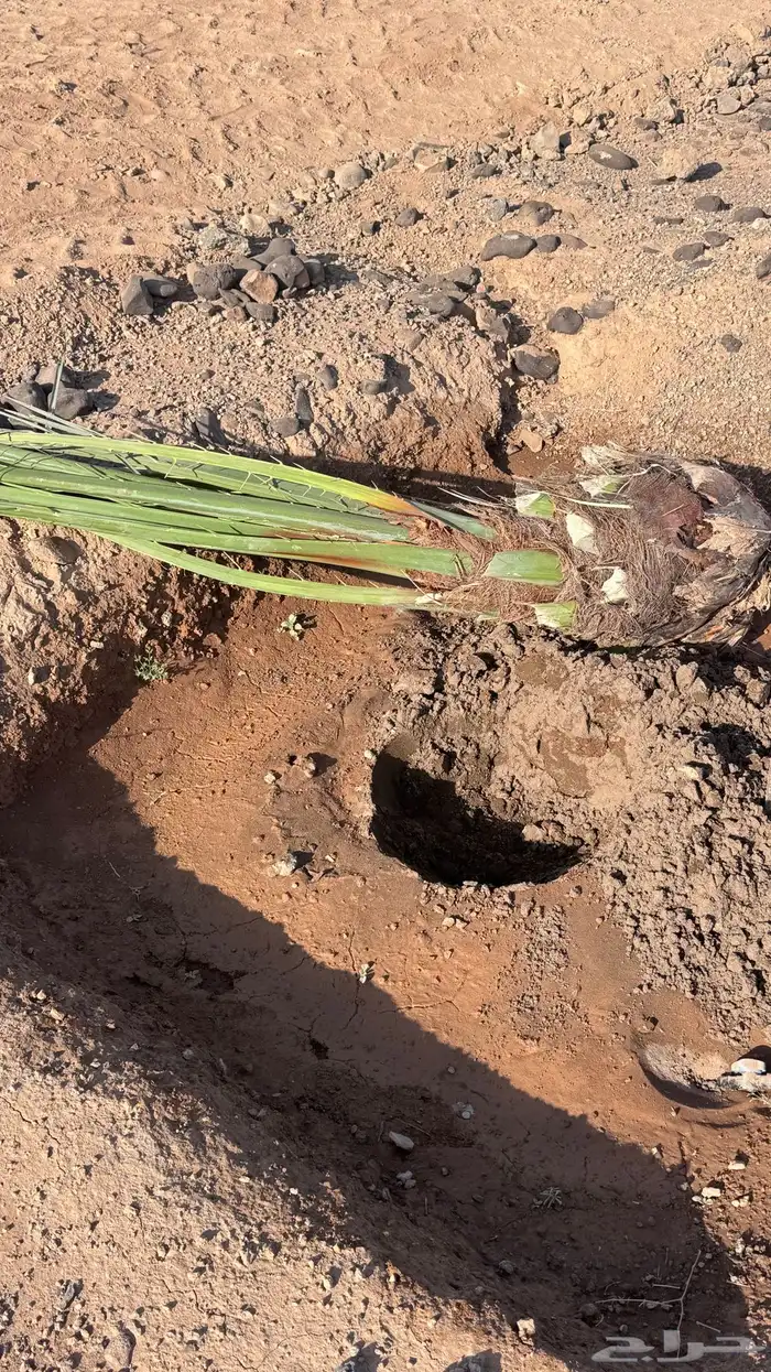 صنو نخل عجوة وصفاوي 4