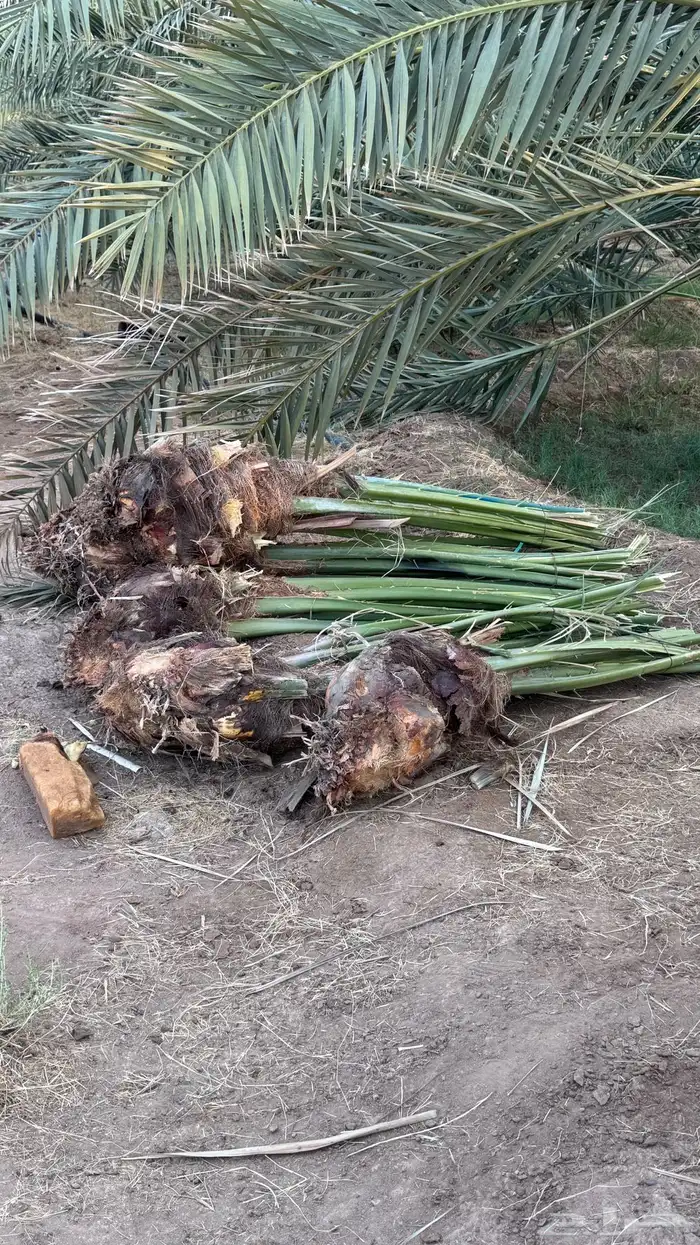 صنو نخل عجوة وصفاوي 8