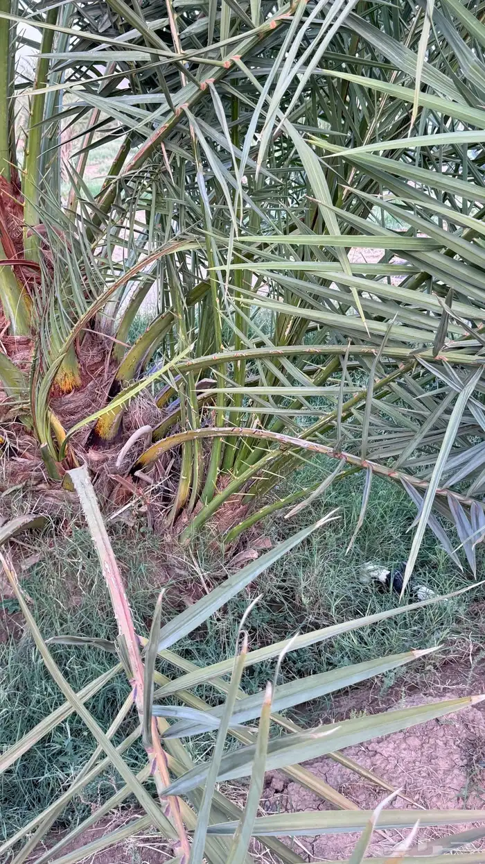 صنو نخل عجوة وصفاوي 1