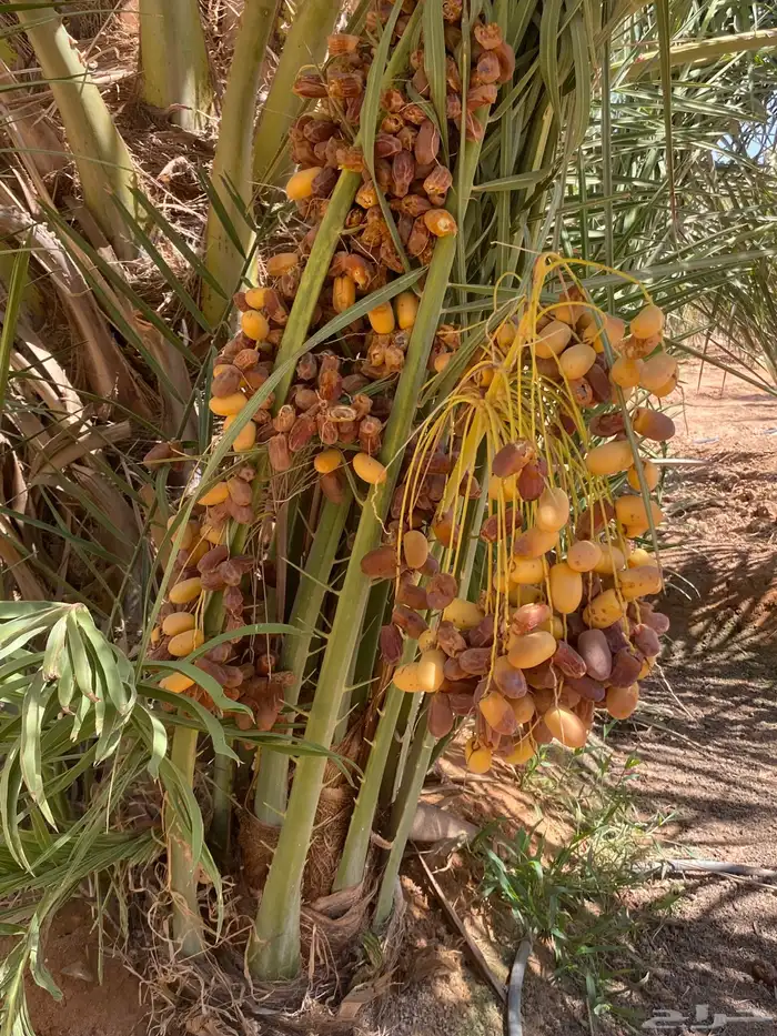 صقعي بتمره 0
