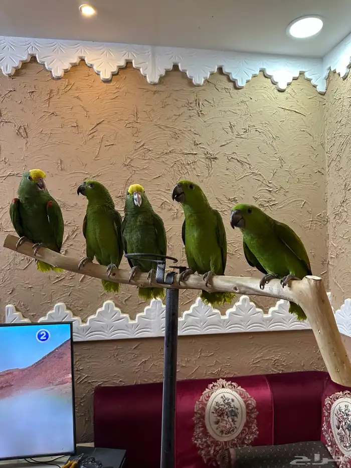 فروخ الذهب الاخضر يلوناب   دبل يلو هيد احجام صعبه ونادره 5