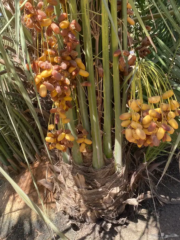 صقعي بتمره 2