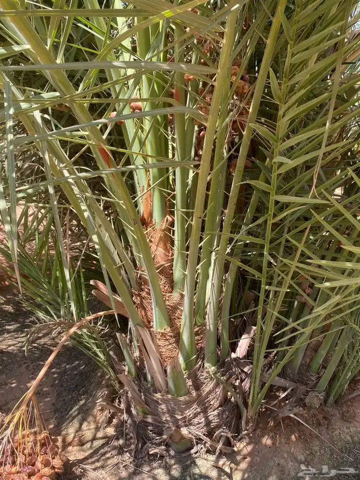 صقعي بتمره 6