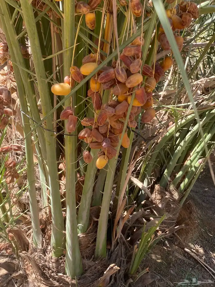 صقعي بتمره 5