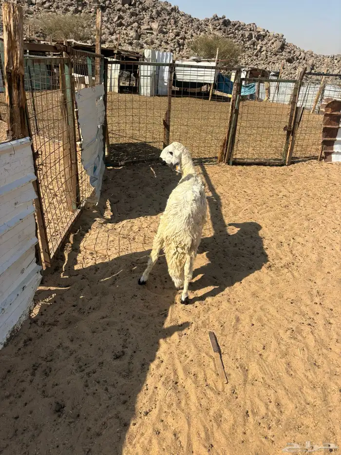 الشميسي طريق الخواجات 1