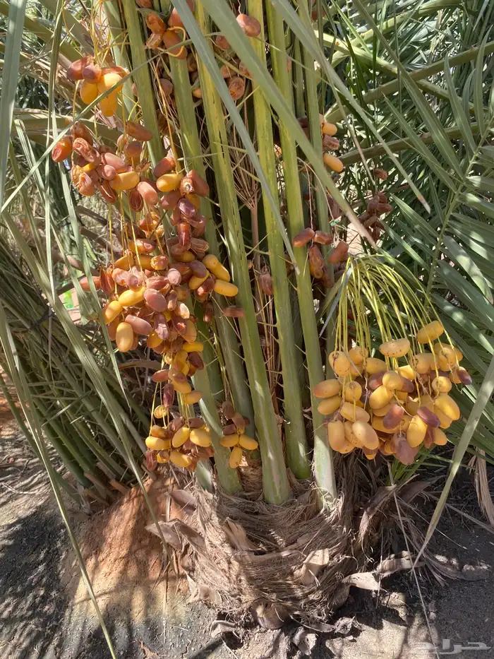صقعي بتمره 3