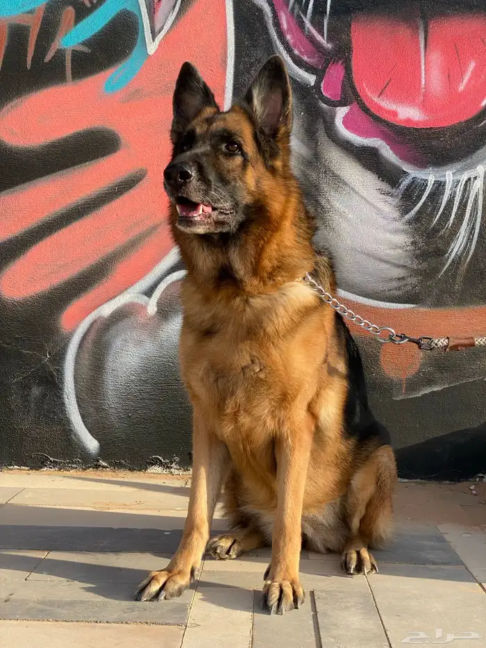 للبيع انثى جيرمن شيبرد ورك لاين مستوى عالي جدا  بيدقري 2