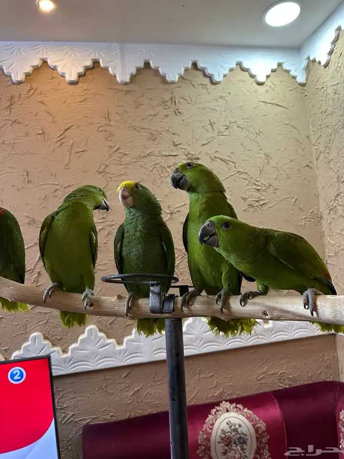 فروخ الذهب الاخضر يلوناب   دبل يلو هيد احجام صعبه ونادره 0