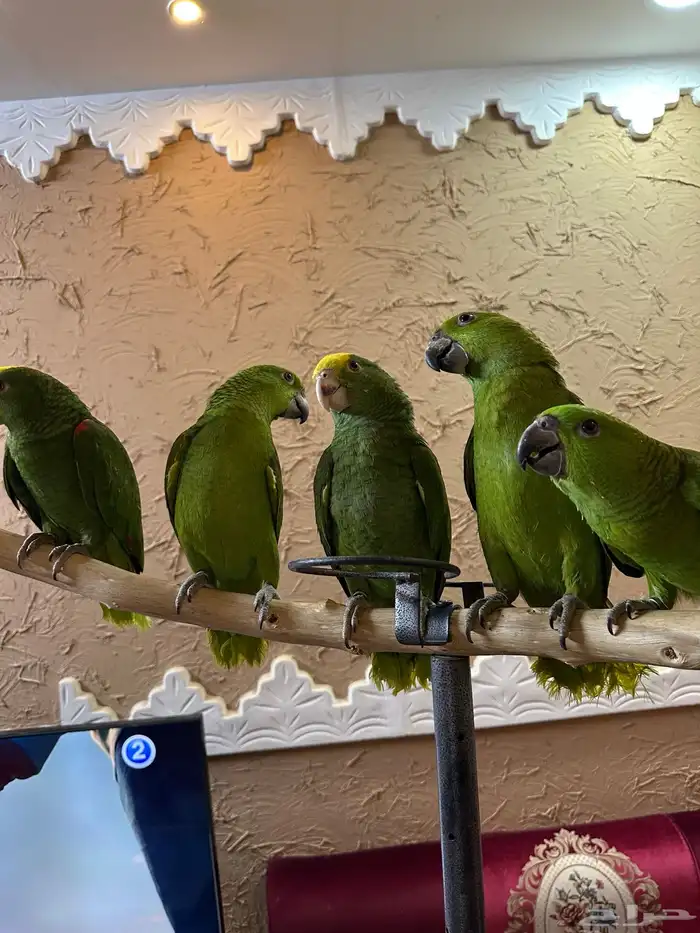 فروخ الذهب الاخضر يلوناب   دبل يلو هيد احجام صعبه ونادره 1