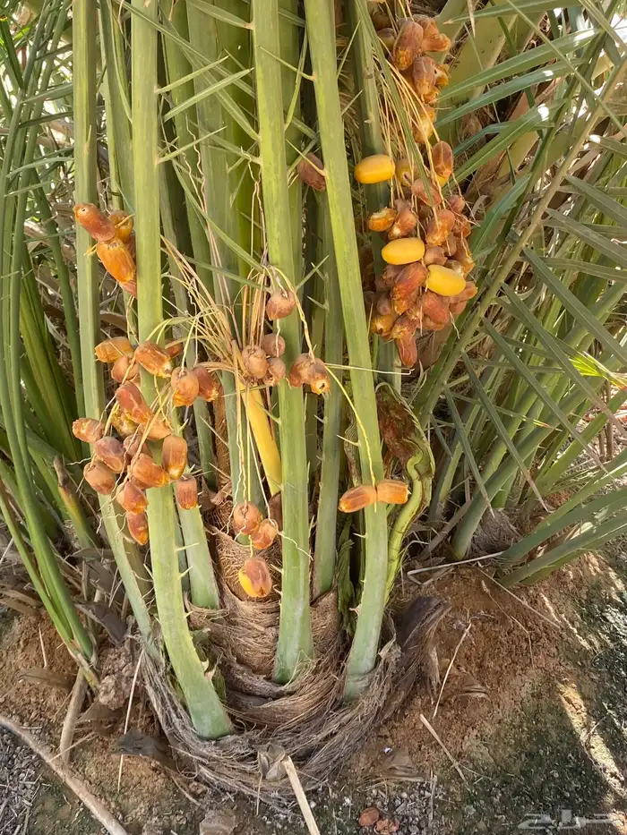صقعي بتمره 7