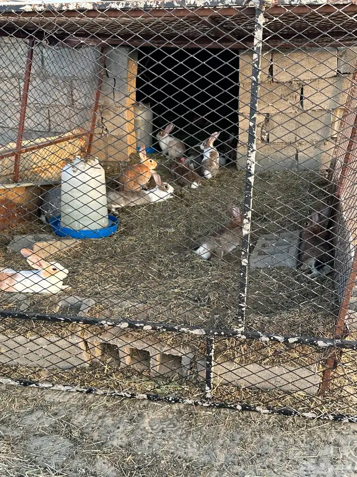 أرنب للبيع 0