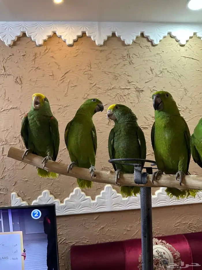 فروخ الذهب الاخضر يلوناب   دبل يلو هيد احجام صعبه ونادره 2