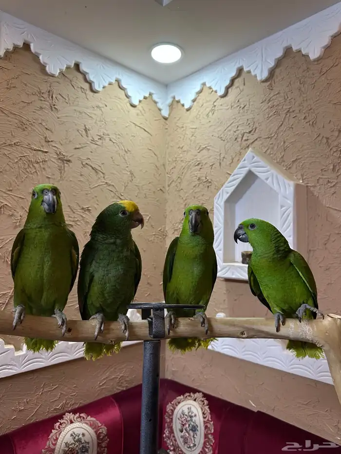 فروخ الذهب الاخضر يلوناب   دبل يلو هيد احجام صعبه ونادره 3