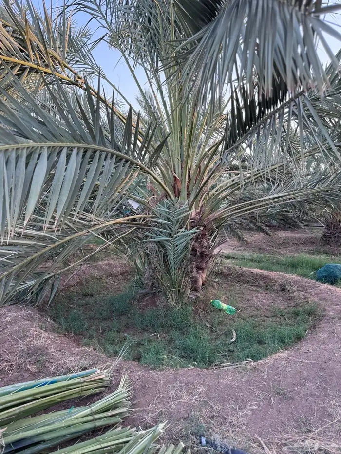 صنو نخل عجوة وصفاوي 7