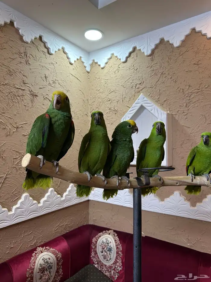 فروخ الذهب الاخضر يلوناب   دبل يلو هيد احجام صعبه ونادره 4