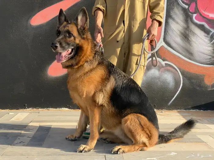 للبيع انثى جيرمن شيبرد ورك لاين مستوى عالي جدا  بيدقري 0