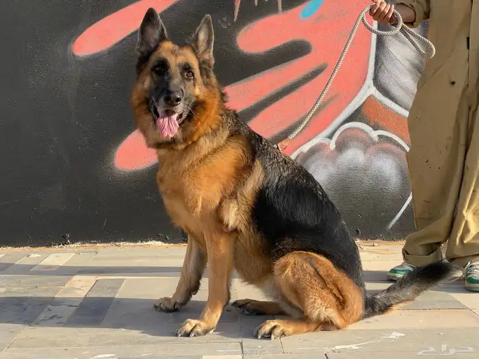 للبيع انثى جيرمن شيبرد ورك لاين مستوى عالي جدا  بيدقري 1