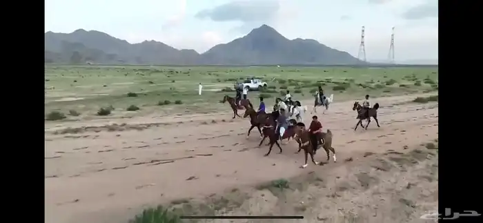 اسطبل خيل للايجار غرف 700 1