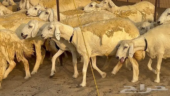 غنم صنف نوادر 53 تحتها 3 12