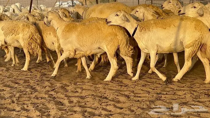 غنم صنف نوادر 53 تحتها 3 17