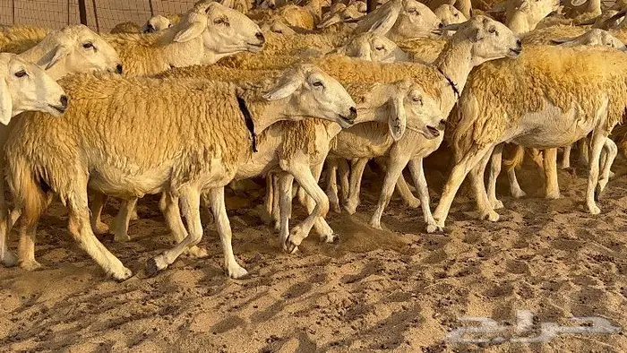 غنم صنف نوادر 53 تحتها 3 20