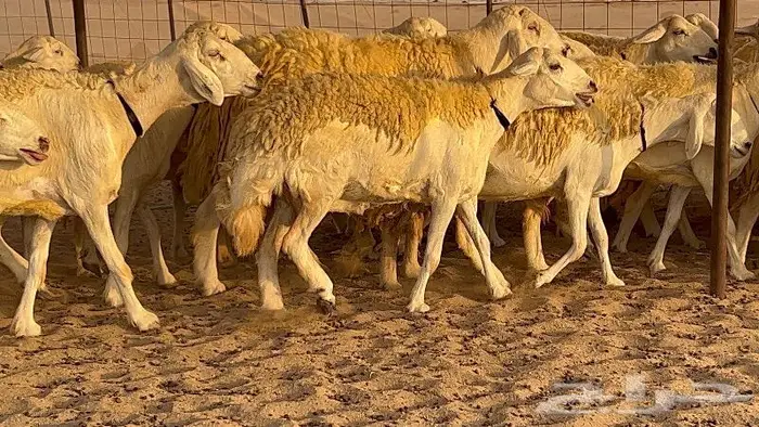غنم صنف نوادر 53 تحتها 3 25
