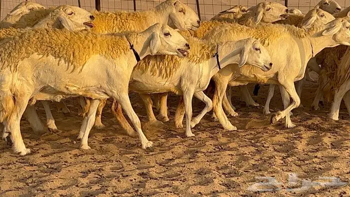 غنم صنف نوادر 53 تحتها 3 26