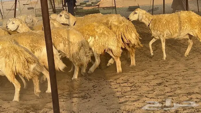 غنم صنف نوادر 53 تحتها 3 28