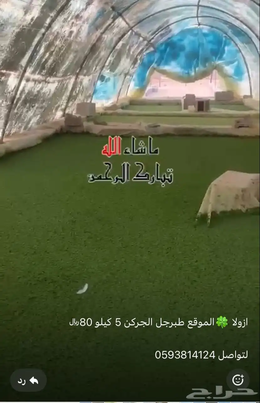 ازولا 2