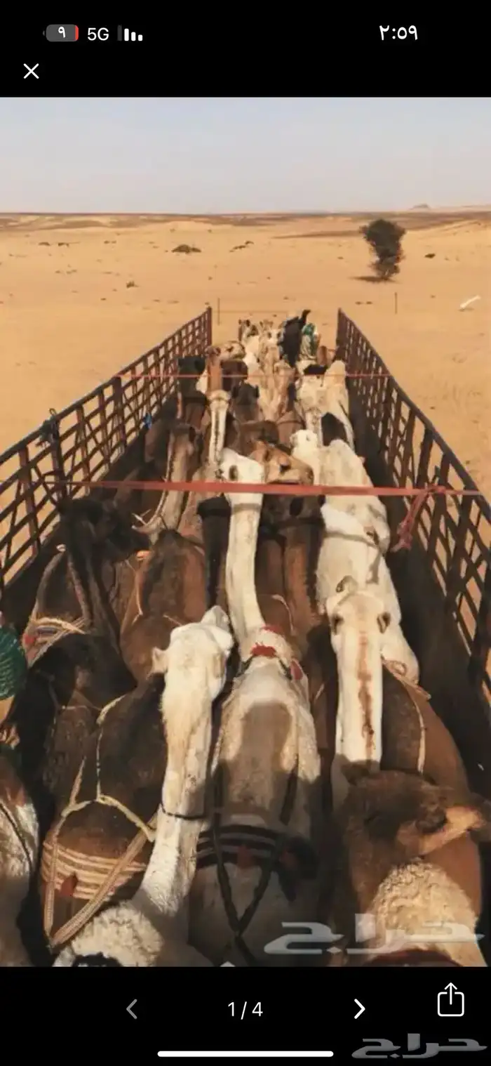 تريله لنقل الابل 1