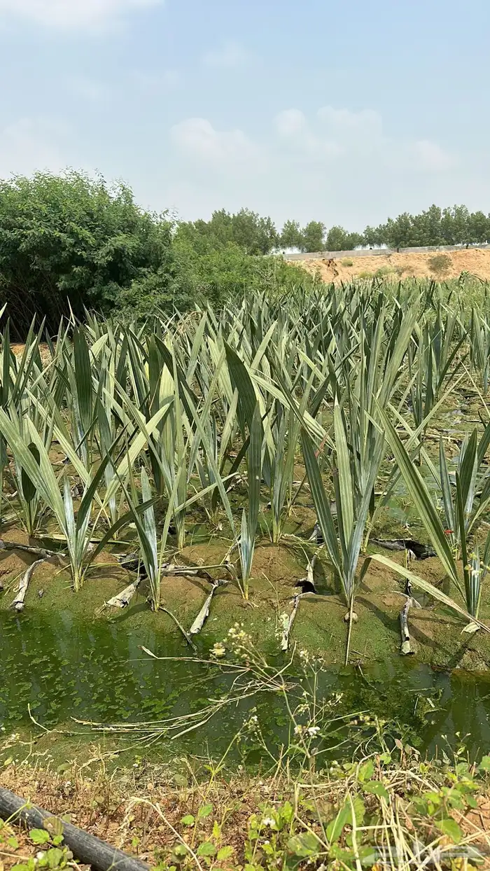 متوفر نخل الدوم عمر سنه 0