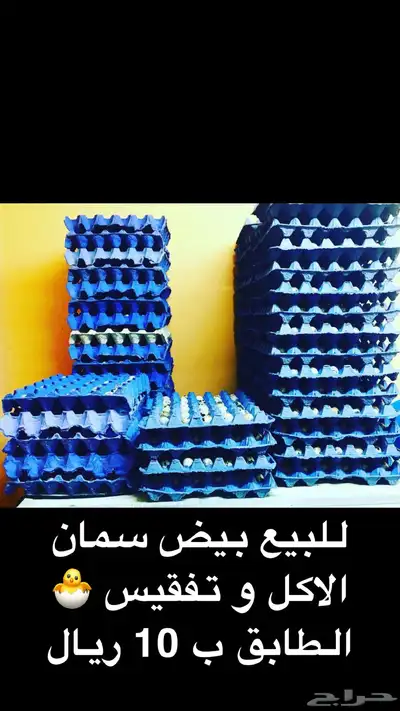 متوفر بيض سمان وصوص سمان 0