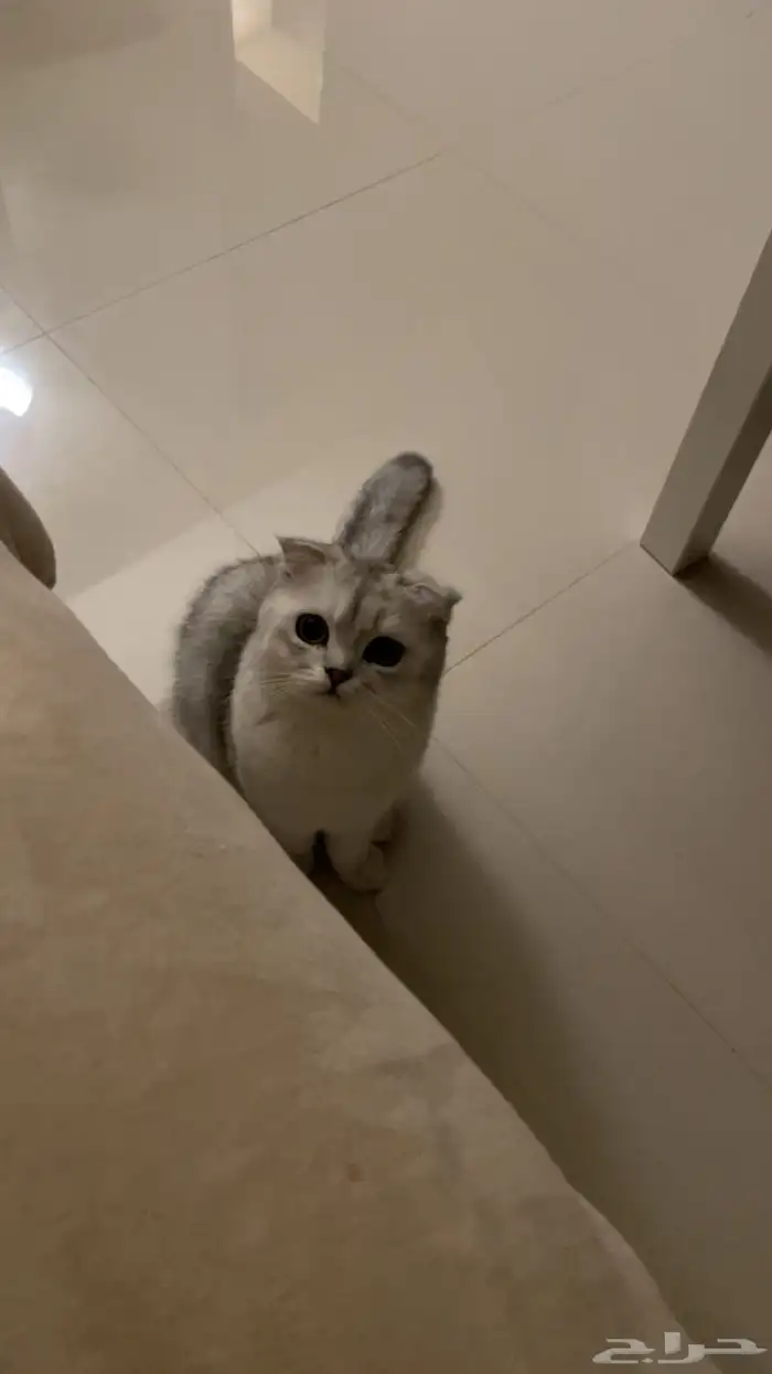تزاوج سكوتش 3